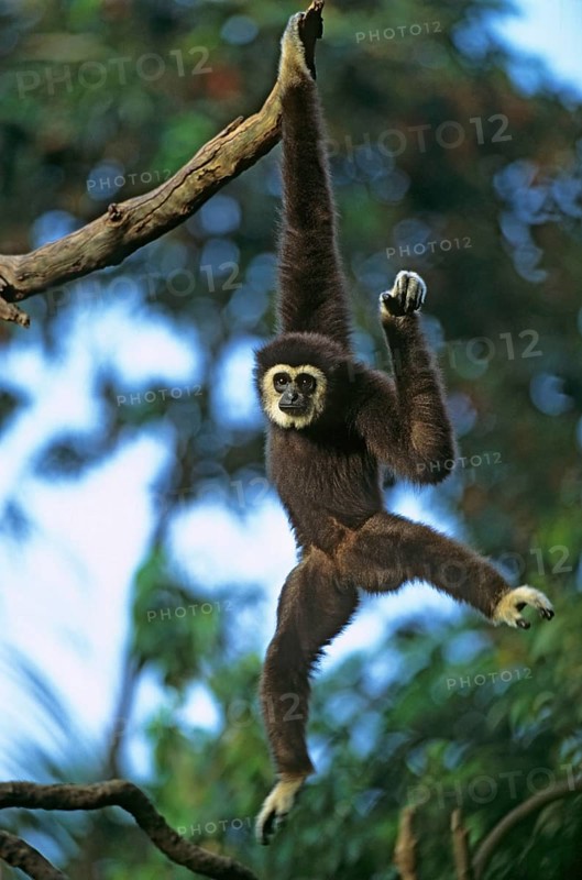 White-handed Gibbon