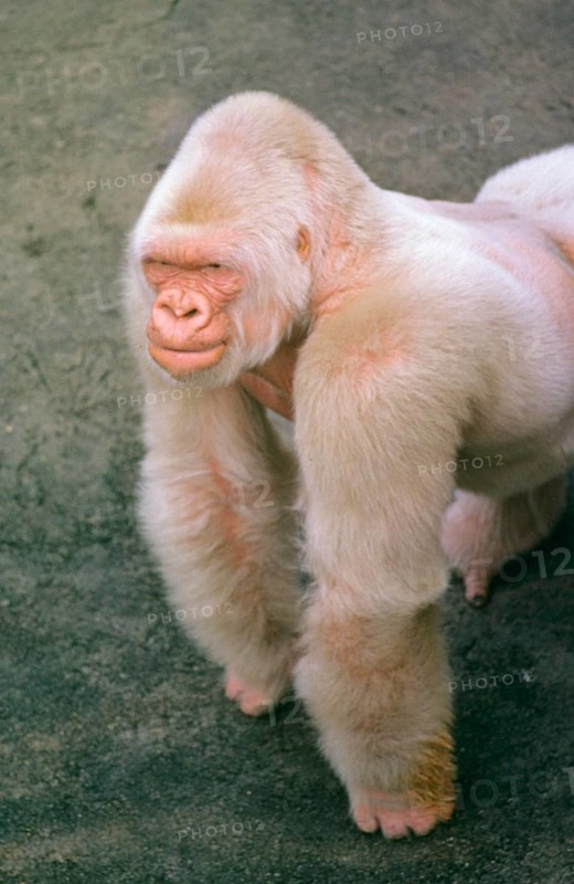 Western lowland gorilla
