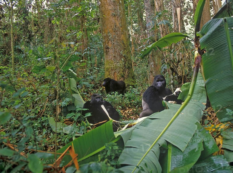 Eastern lowland gorilla