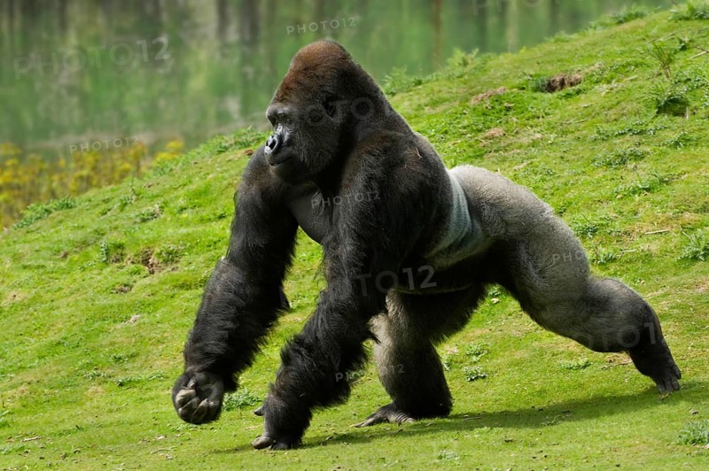 Western lowland gorilla