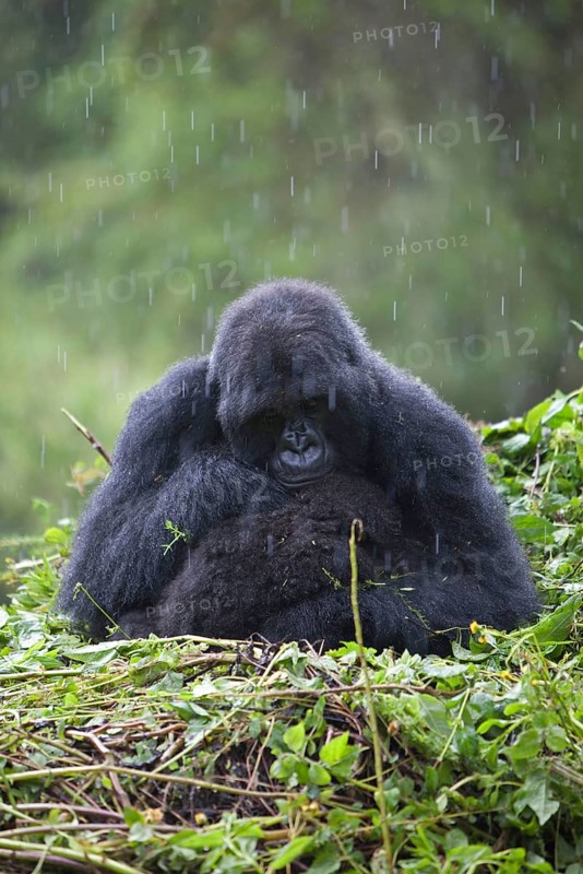 Mountain gorilla
