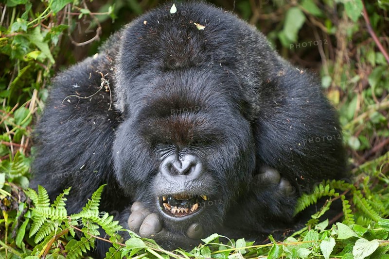 Mountain gorilla