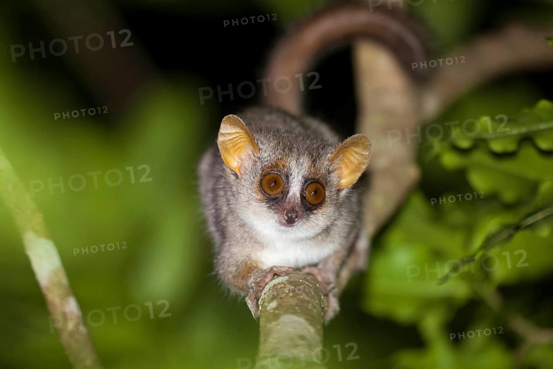 Gray mouse lemur