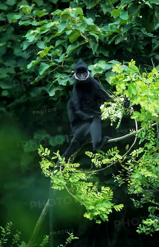 Laotian langur