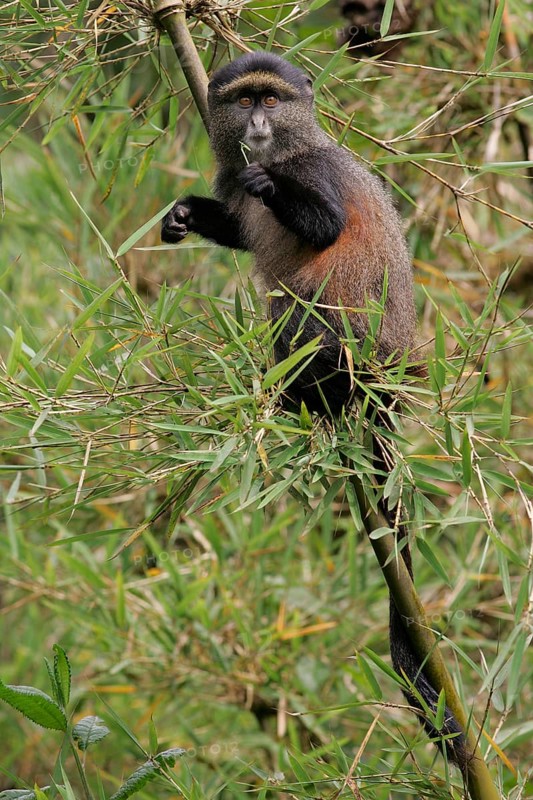 Golden Monkey