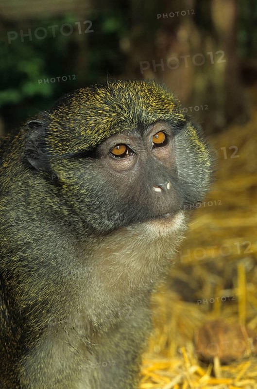 Allen's swamp monkey
