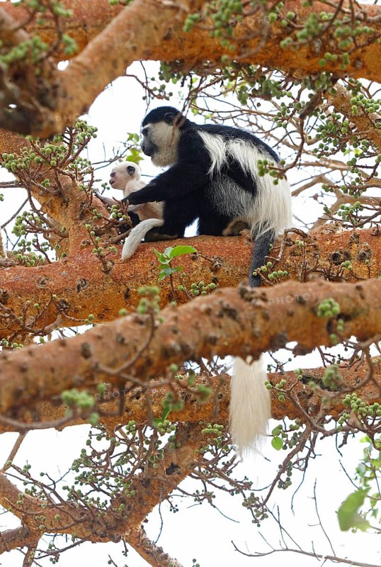 Guereza