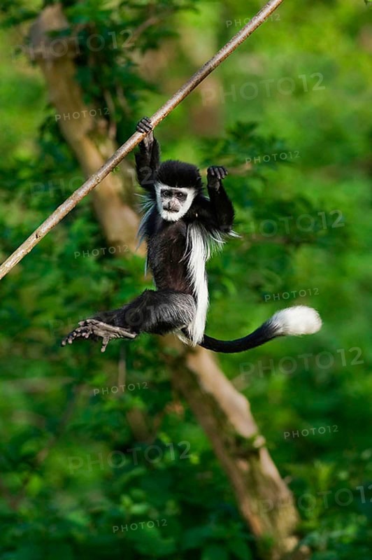 Western Guereza