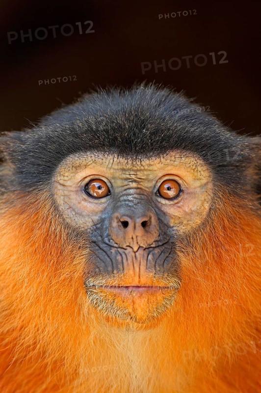 Western Red Colobus