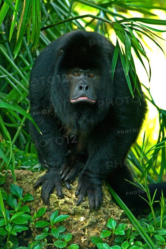 Black Howler