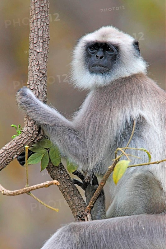 Common Langur