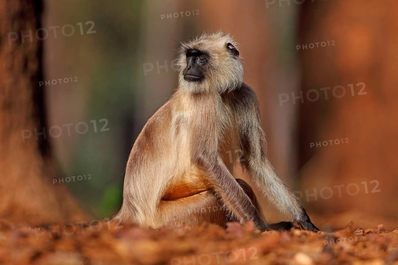 Northern Plains Grey Langur