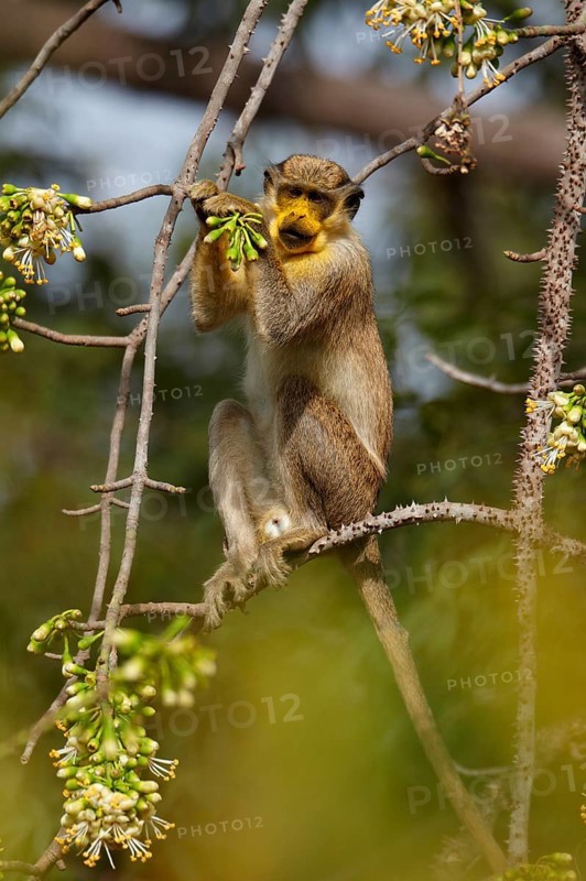 Callithrix Monkey