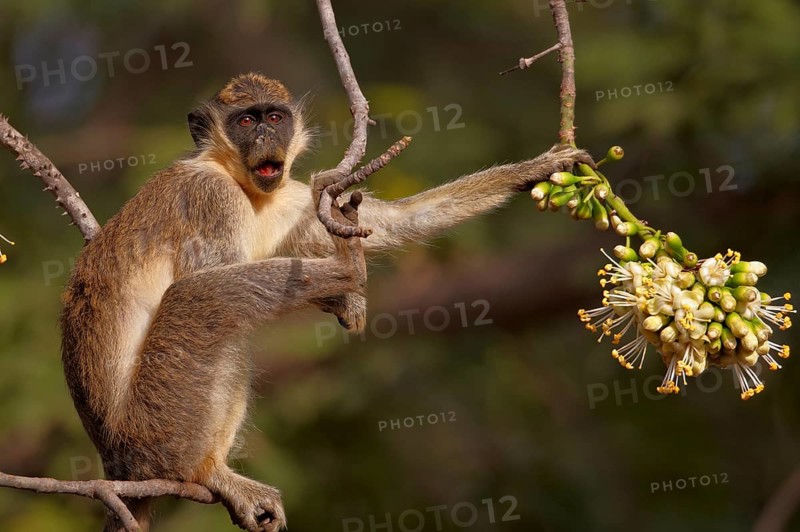 Callithrix Monkey