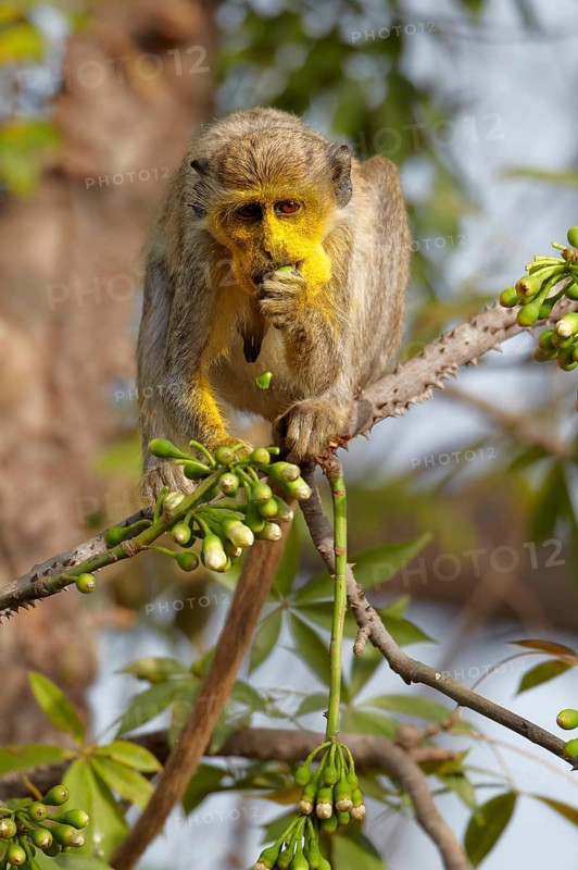 Callithrix Monkey