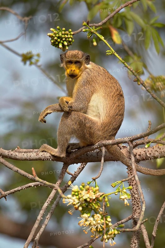 Callithrix Monkey