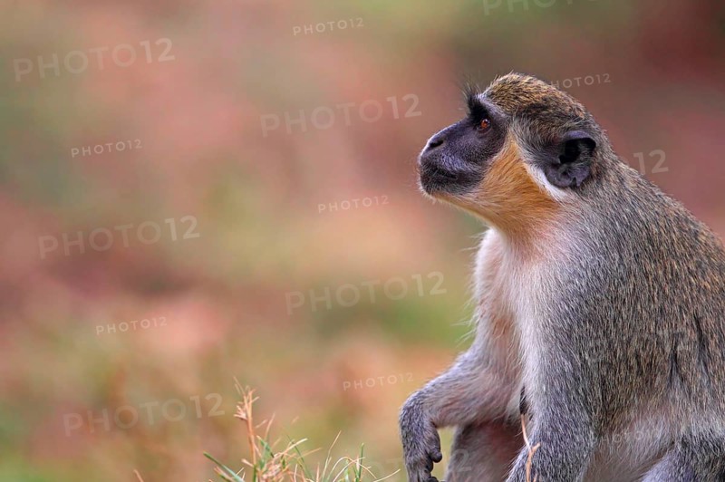 Callithrix Monkey