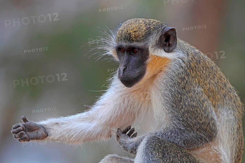 Callithrix Monkey