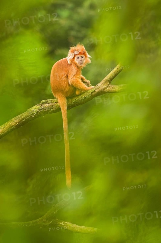 Javan langur