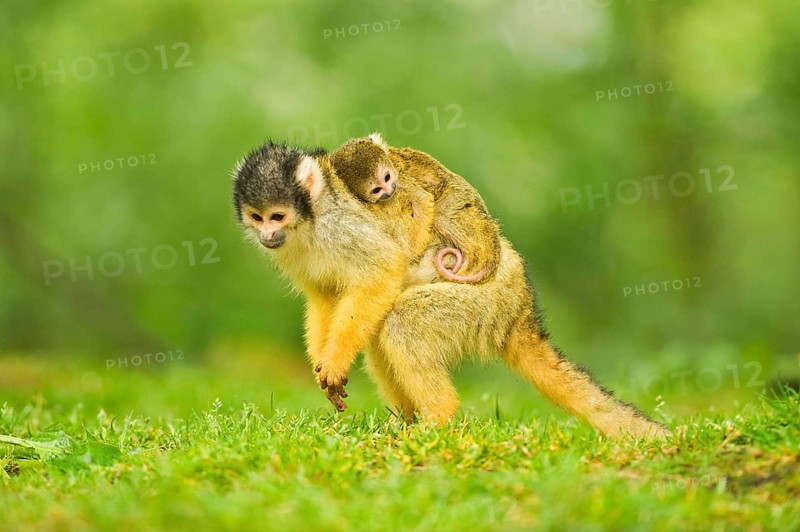 Black-headed squirrel monkey