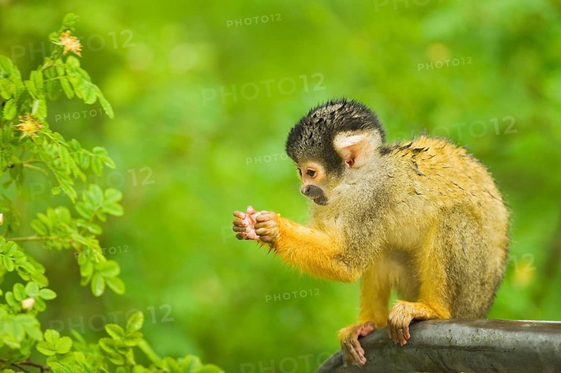 Black-headed squirrel monkey
