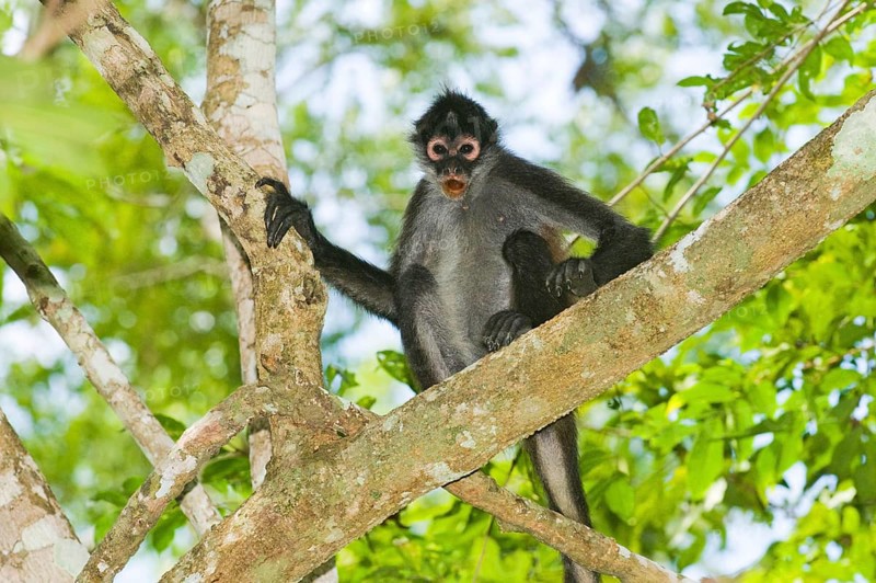 Geoffroy's Spider Monkey