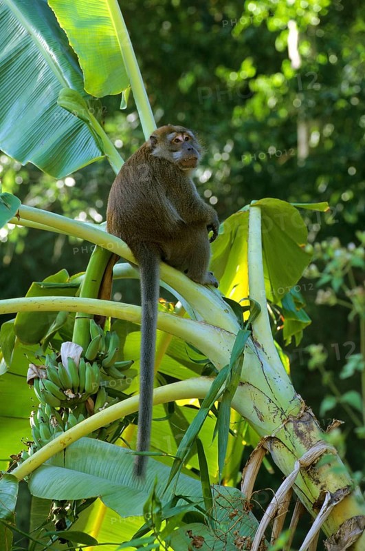 Long-tailed Macaque