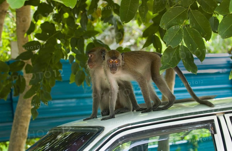 Crab-eating macaques
