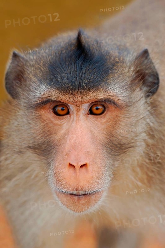 Crab-eating Macaque