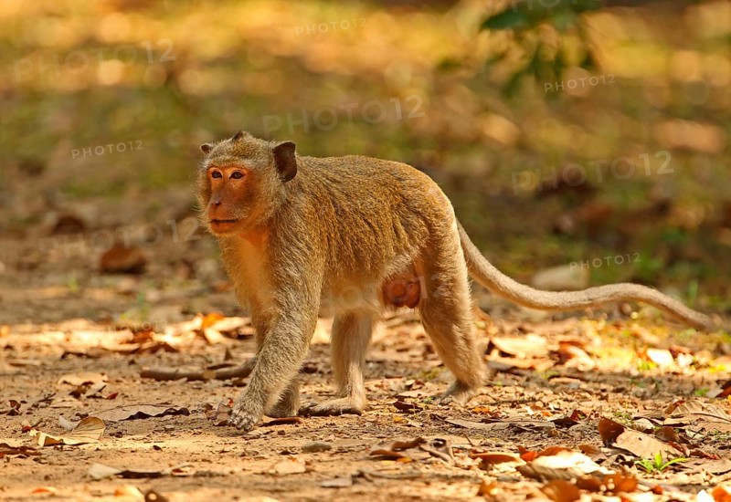 Crab-eating macaques