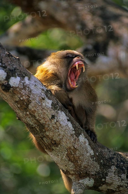 Assamese assam macaque