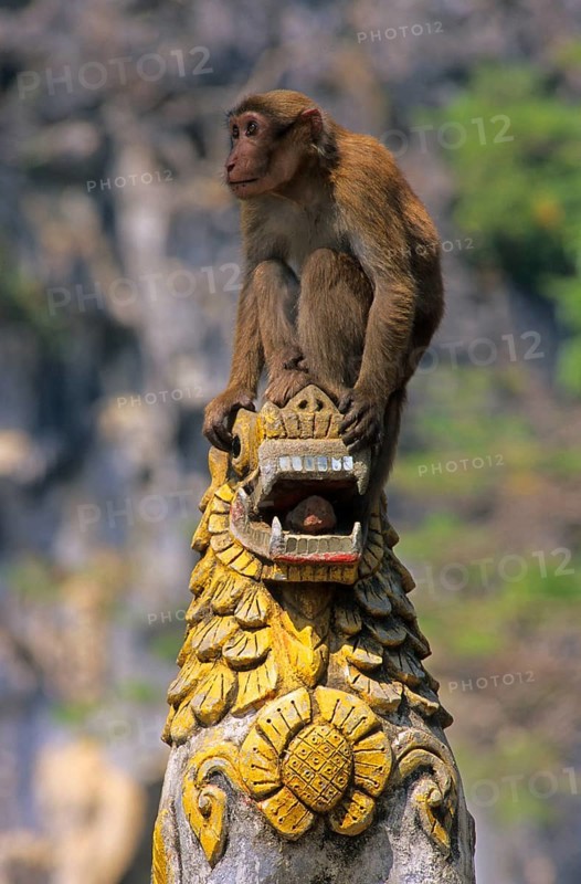 Assamese assam macaque