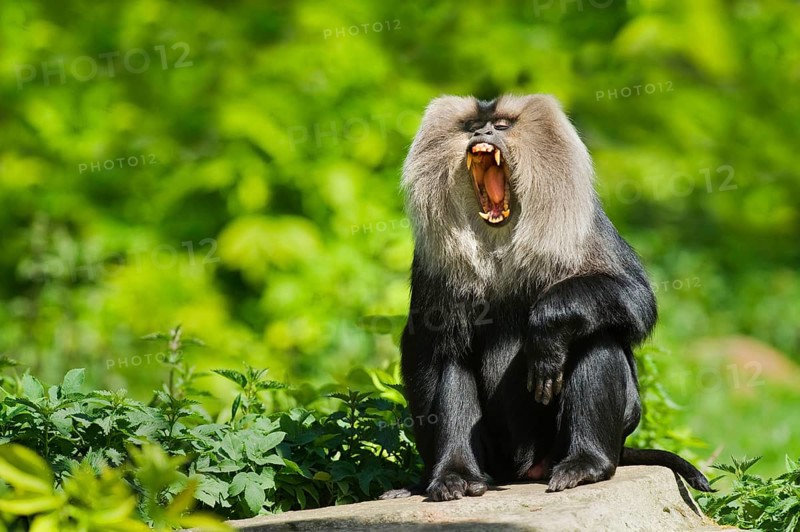 Lion-tailed macaque