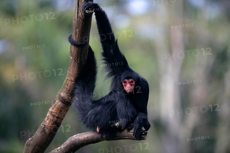 Black Spider Monkey