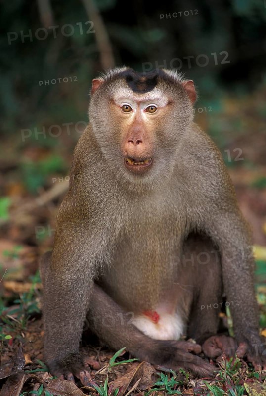 Southern pig-tailed macaque