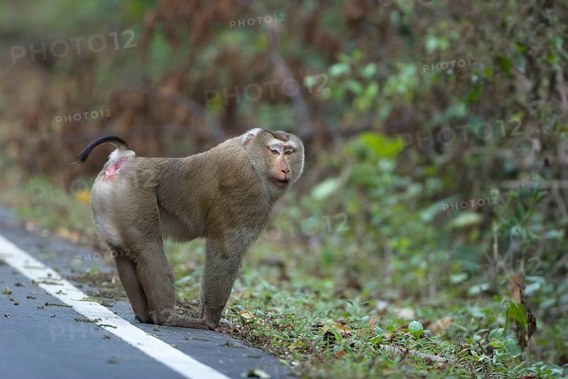 Southern Pig-tailed Macaque