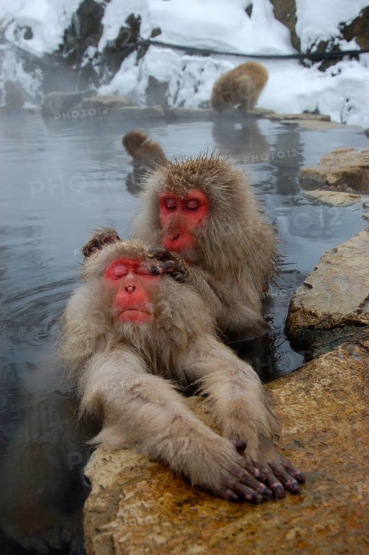 Red-faced macaque