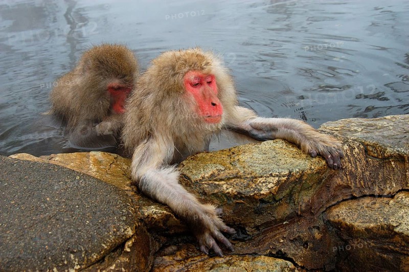 Red-faced macaque