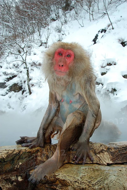 Red-faced macaque
