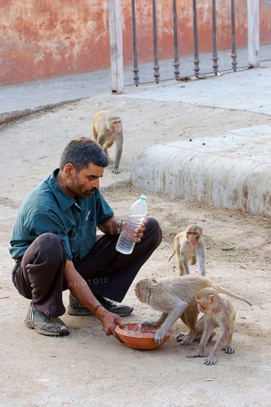 Rhesus monkey