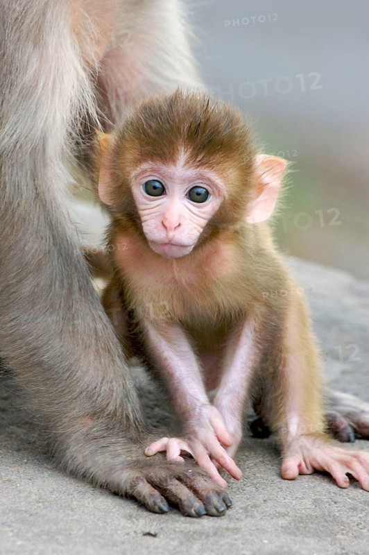 Rhesus macaque