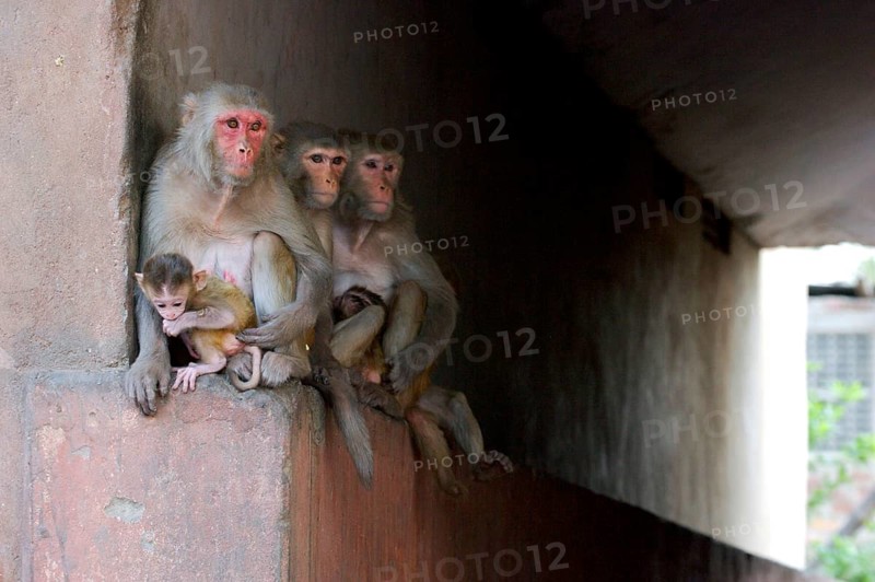 Rhesus macaque