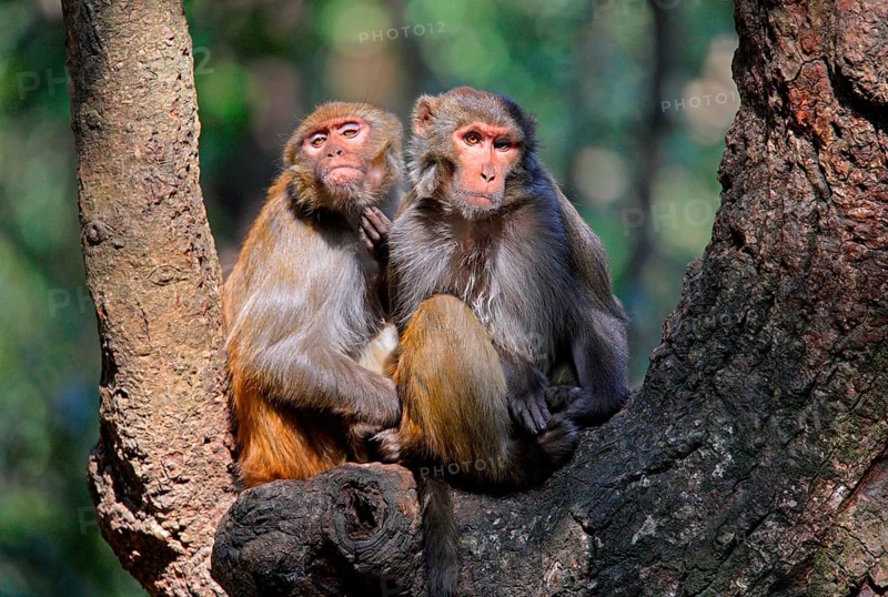 Rhesus macaque