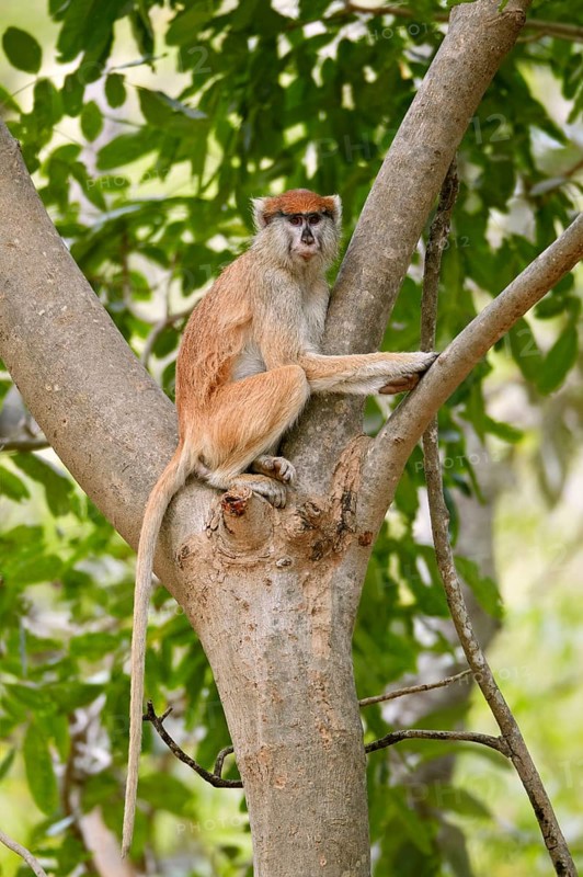 Patas monkey
