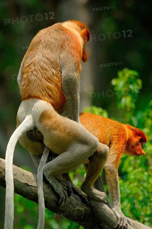 Proboscis Monkey