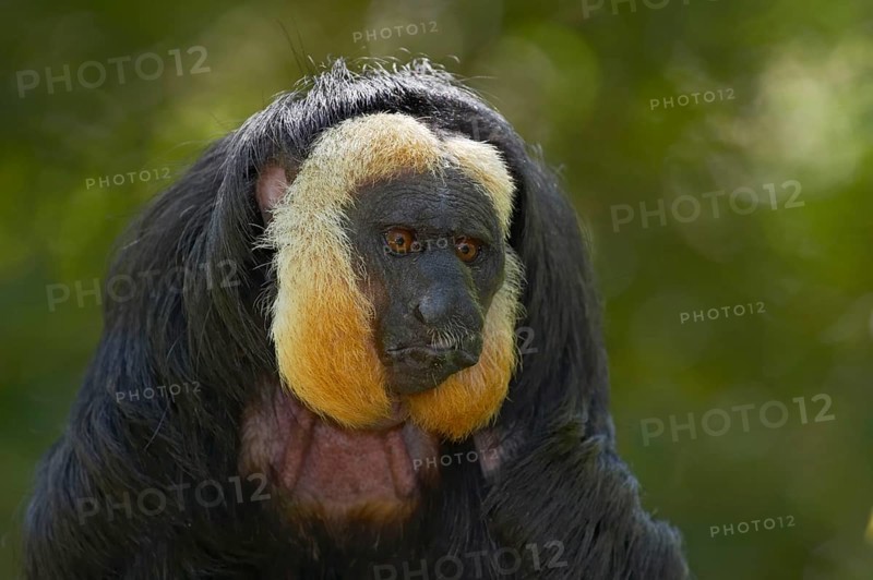 White-faced Saki