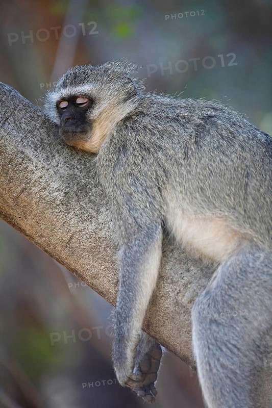 Vervet monkey