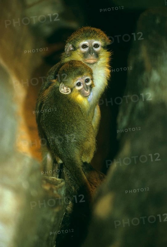 Angolan talapoin