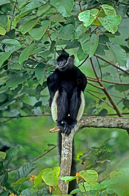 Delacour's Black Langur