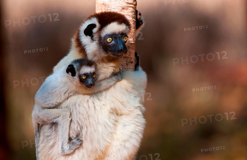 Verreaux's verreaux's sifaka